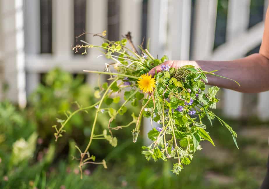 comment-tuer-les-mauvaises-herbes