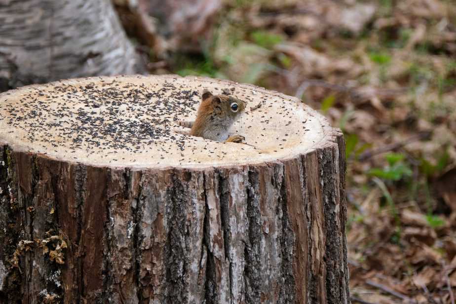 comment-tuer-une-souche-d-arbre