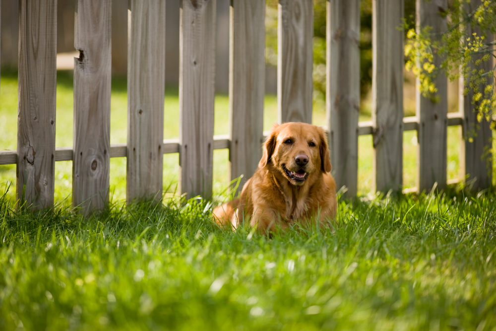 crotte-de-chien-dans-le-jardin