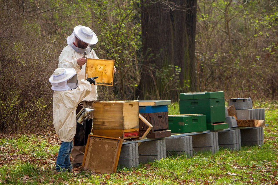 devenir-apiculteur