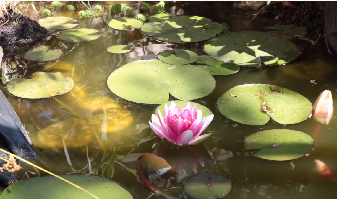 eau-verte-bassin