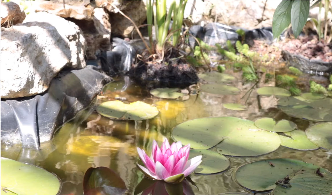 eau-verte-dans-bassin