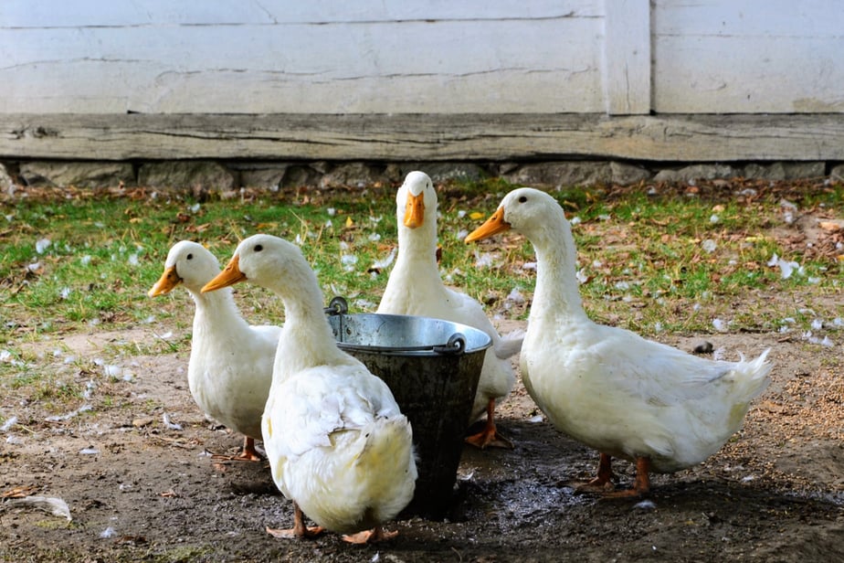 elever-des-canards