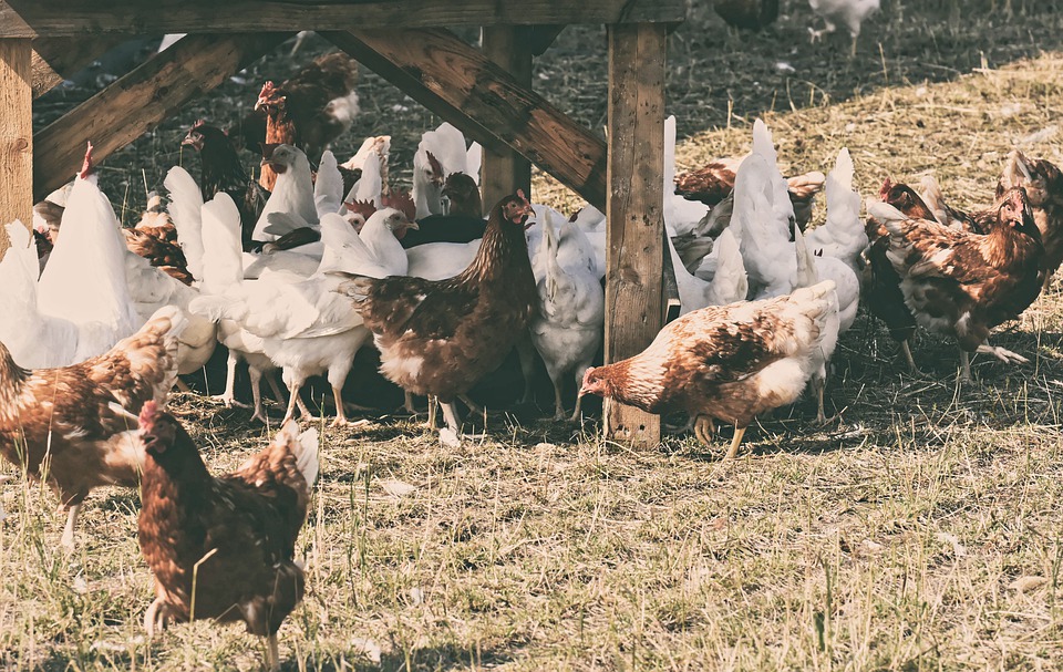 elever-des-poules