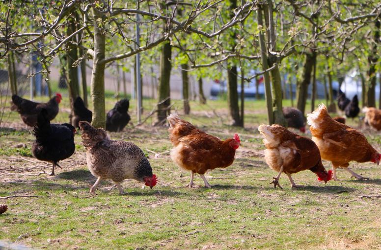 environnement-poules