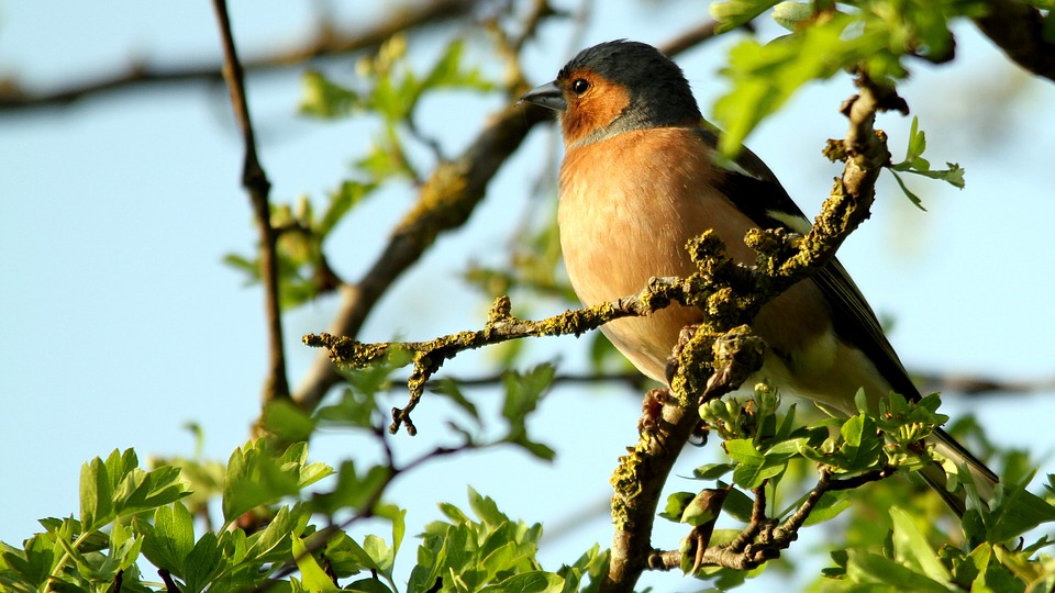 faire-fuir-les-oiseaux