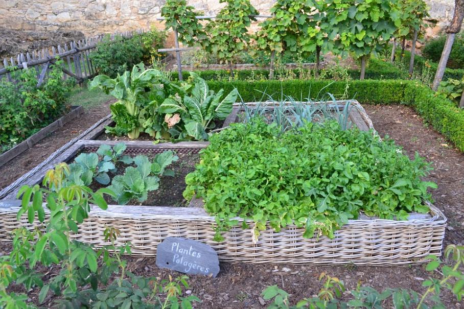 faire-un-potager-débutant