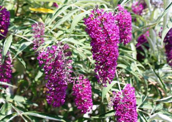 fleurs-abeilles-Buddleia