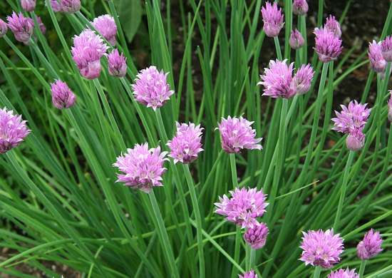 fleurs-abeilles-Ciboulette