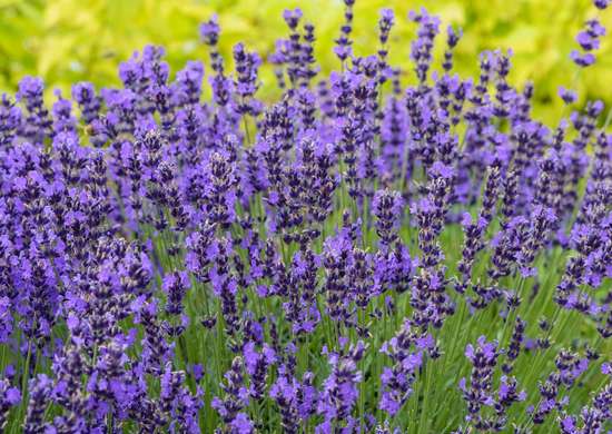 fleurs-abeilles-Lavande