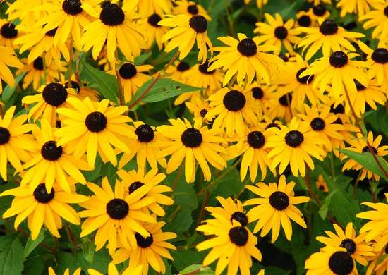 fleurs-abeilles-Rudbeckie-hérissée