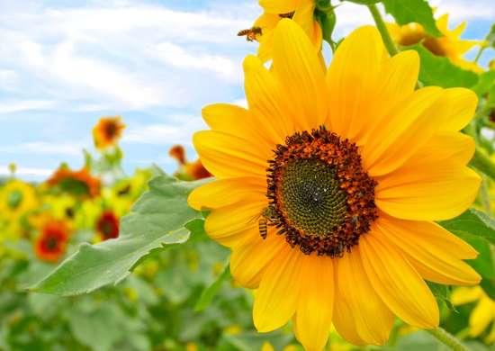 fleurs-abeilles-Tournesols