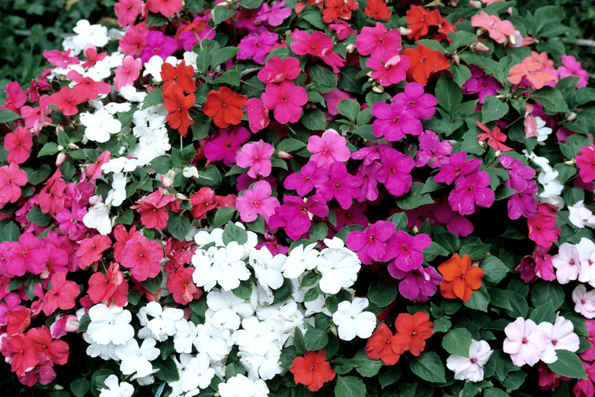 fleurs-annuelles-jardin