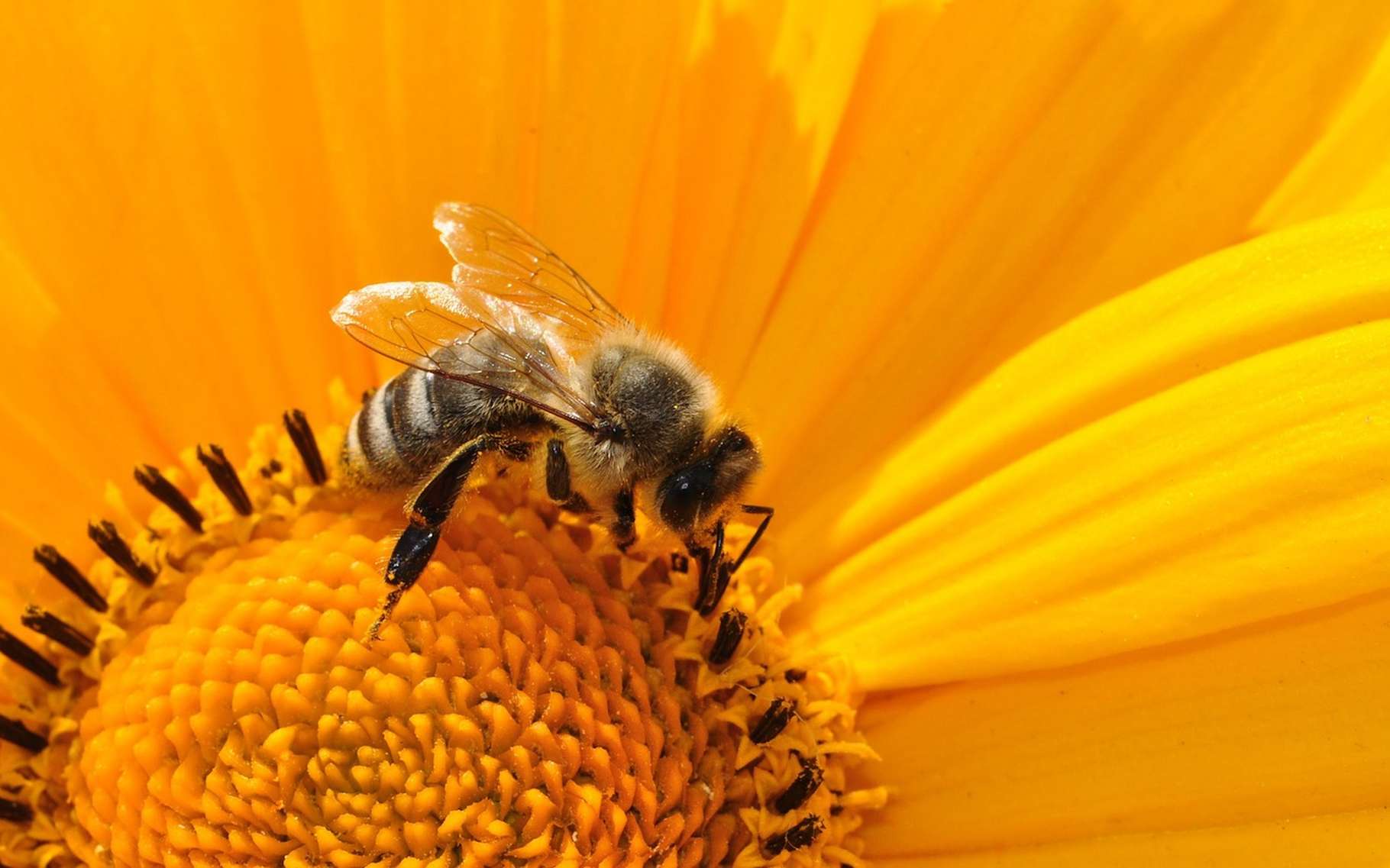 fleurs-qui-attirent-les-abeilles