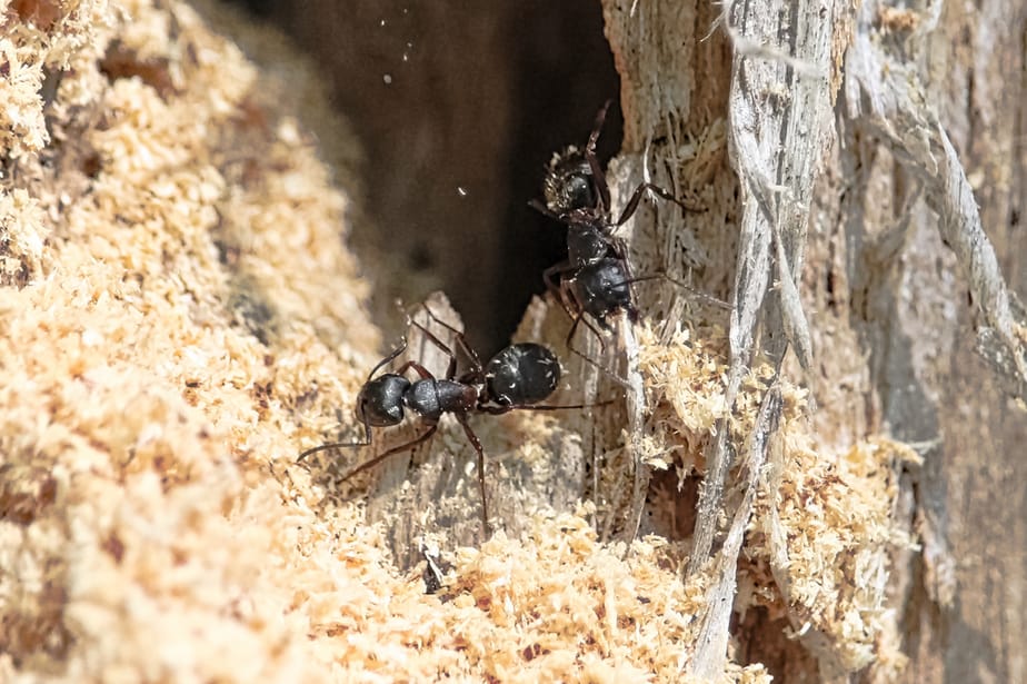 fourmis-charpentieres