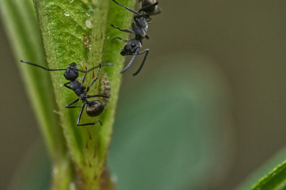fourmis-noires