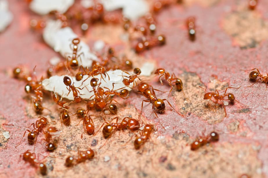 fourmis-rouges