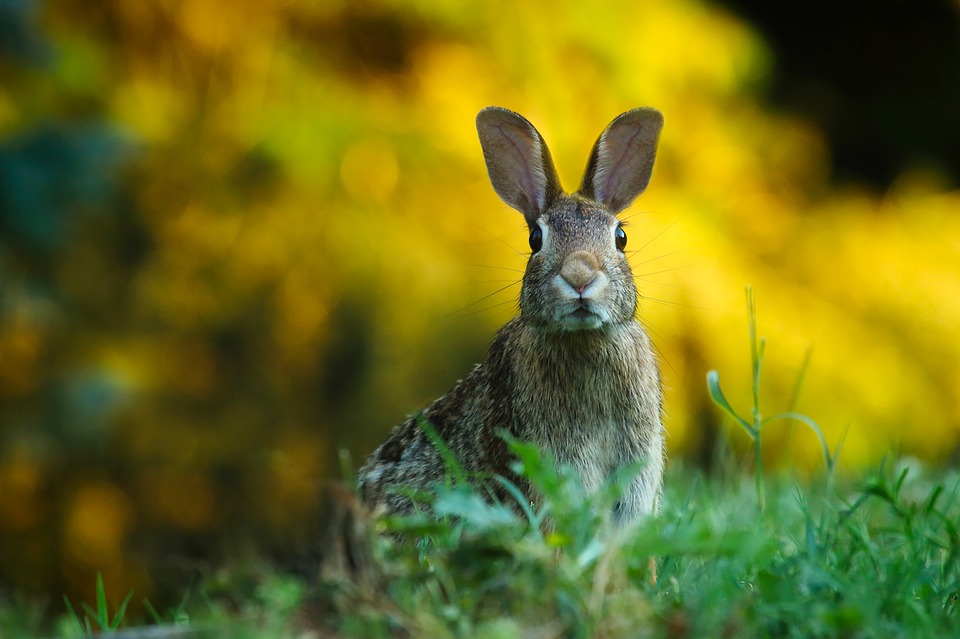 fuirs-les-lapins