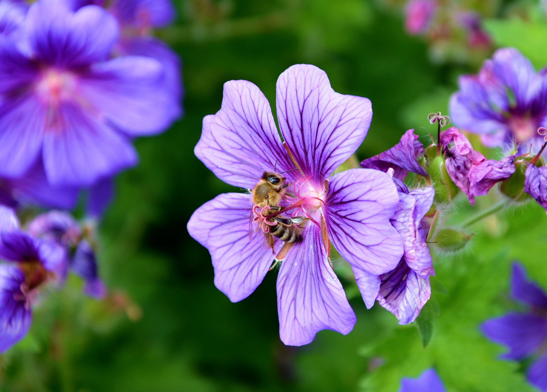 geranium-jardin