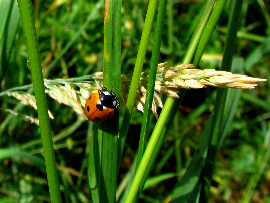 insectes-pelouses