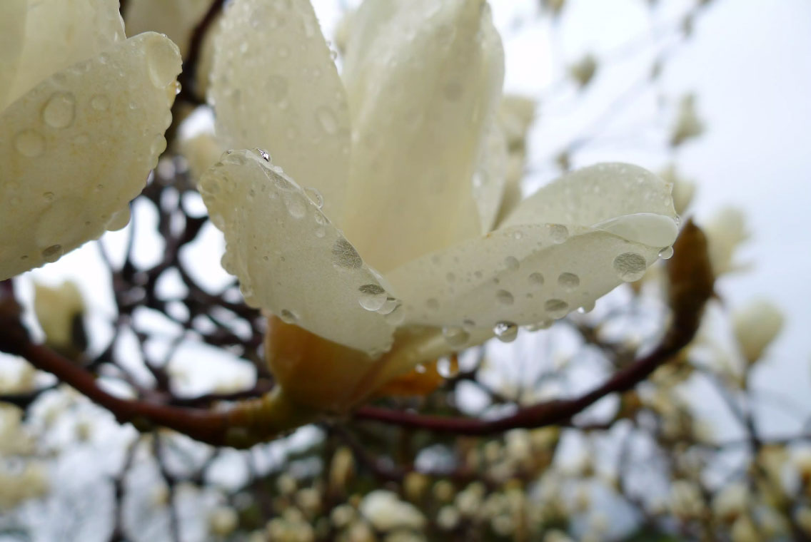 ivoire-de-magnolia-de-calice