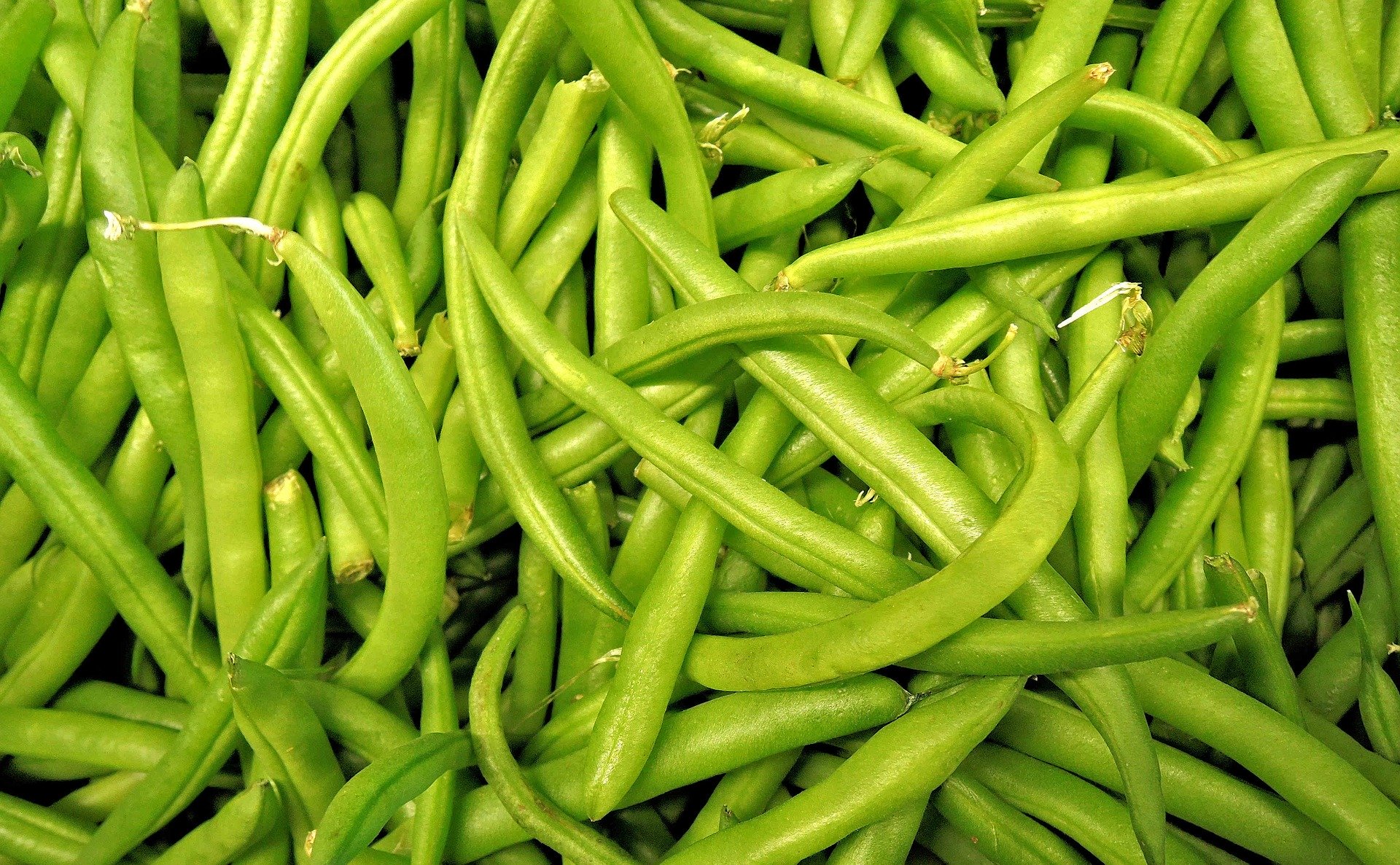 jardin-Haricot-vert