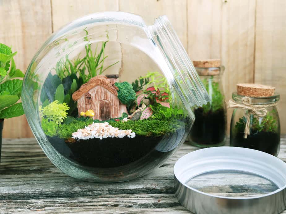 jardin-d'intérieur-terrarium