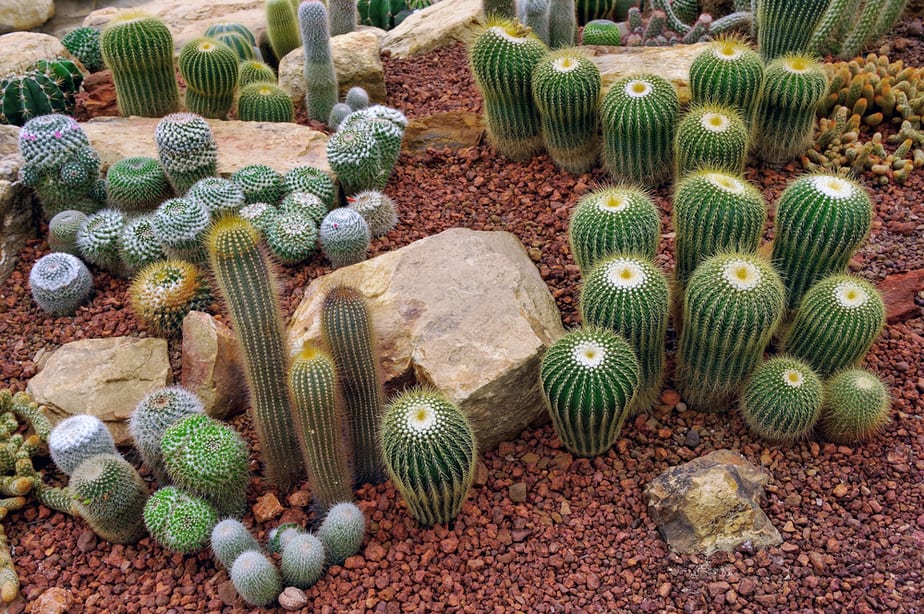 jardin-de-cactus