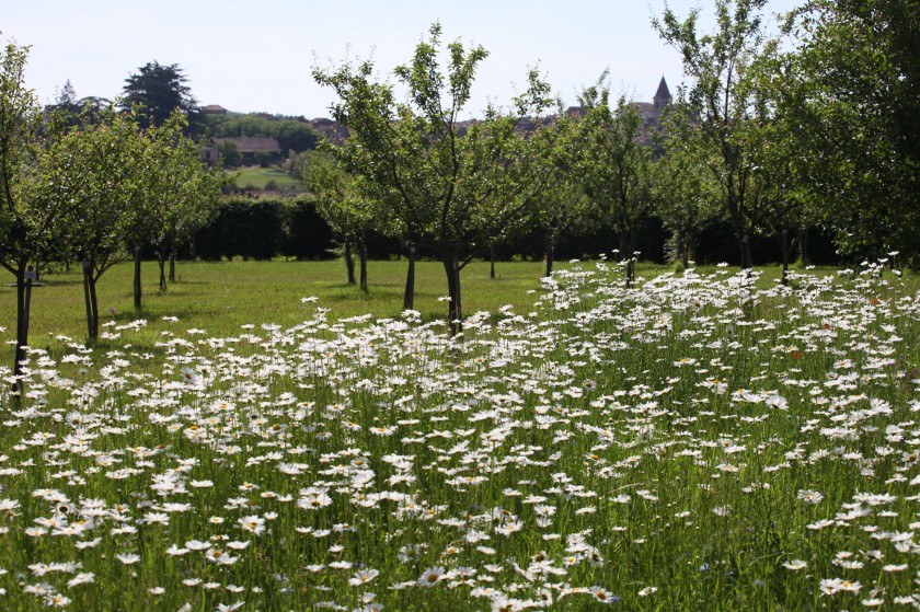 jardin-de-fleurs-sauvages