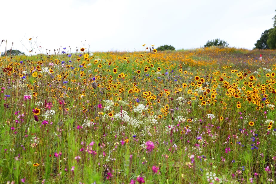 jardin-fleurs-sauvages-coloré