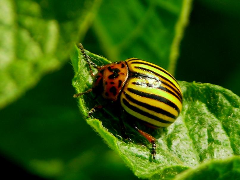 jardin-les-parasites-et-les-maladies