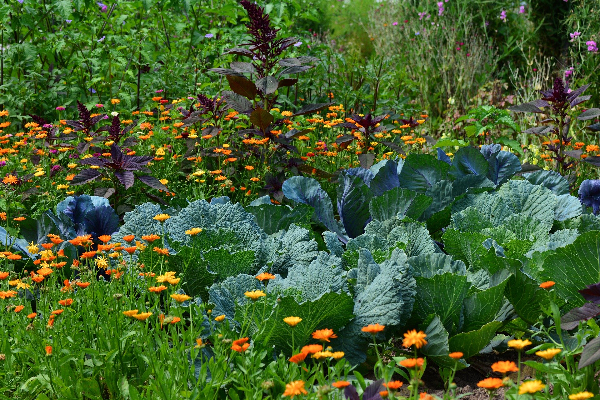 jardin-problemes-courants