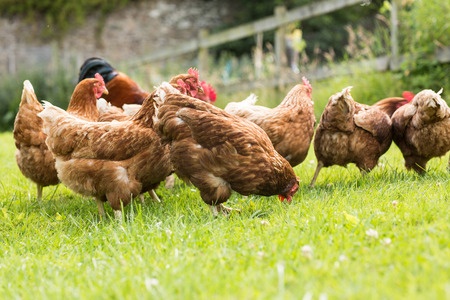 la-bible-de-léleveur-de-poules