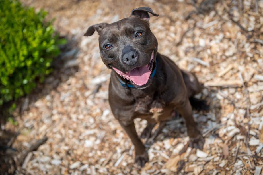 le-paillis-est-il-toxique-pour-les-chiens