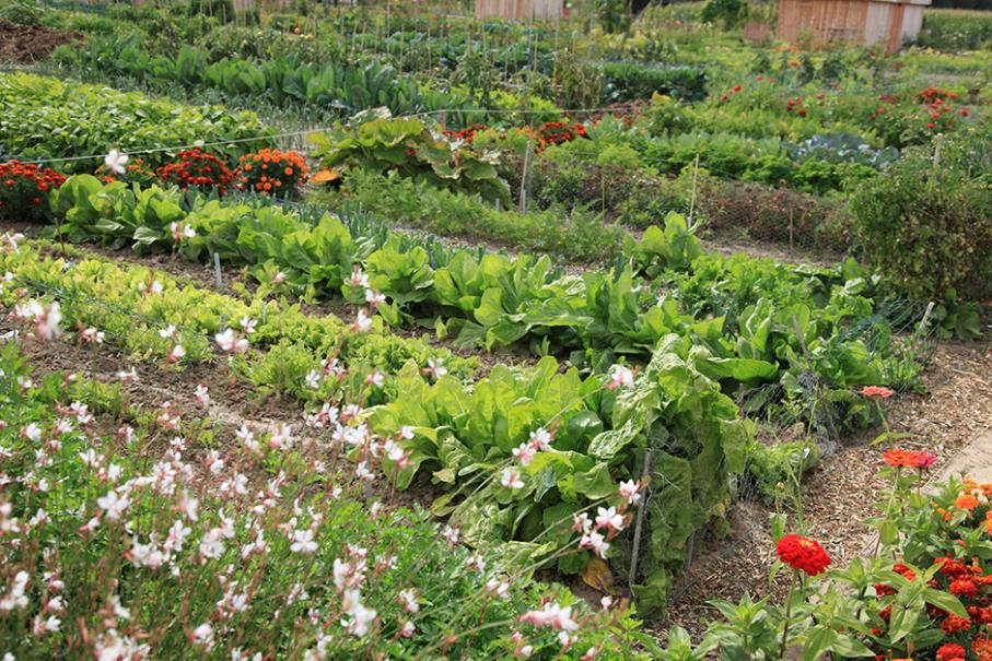 legumes-qui-poussent-vite