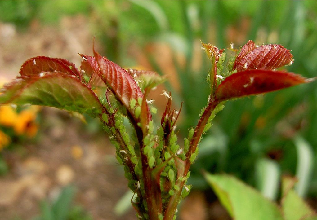 lutter-contre-les-pucerons-dans-le-jardin