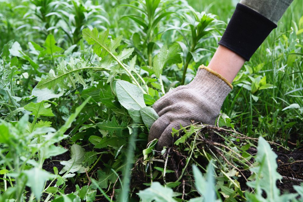 lutter-contre-mauvaise-herbes