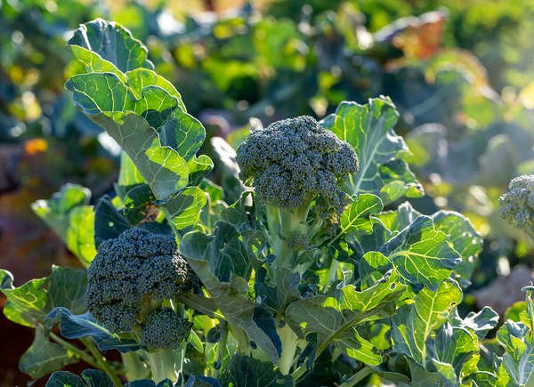 légumes-Broccoli