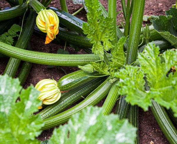 légumes-Courges