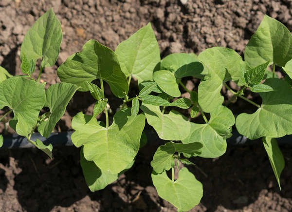 légumes-Haricots-verts