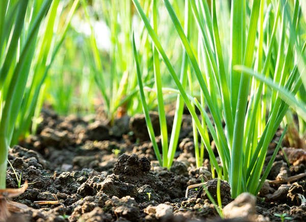 légumes-Oignons-verts