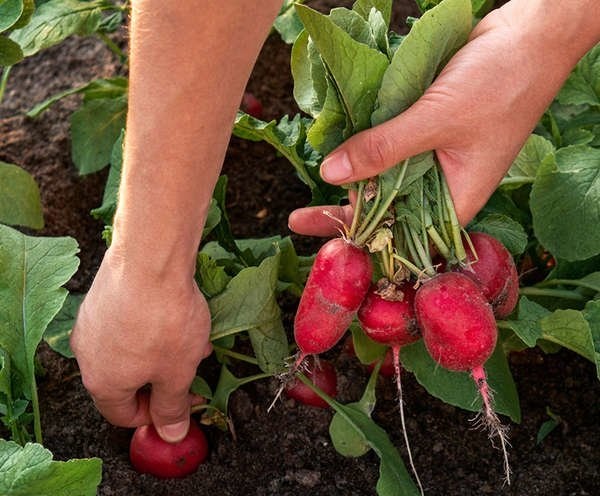 légumes-Radis