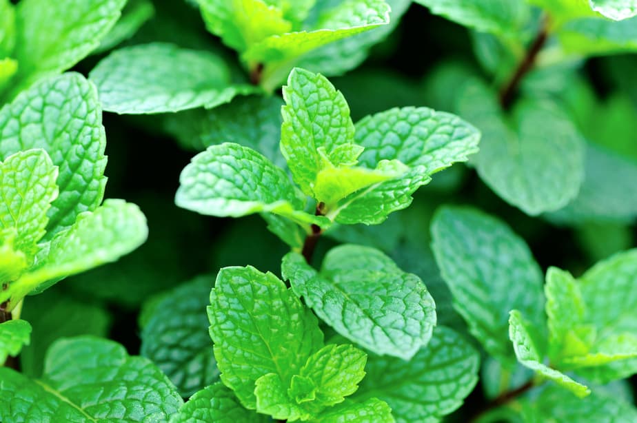 menthe-plante-contre-les-moustiques