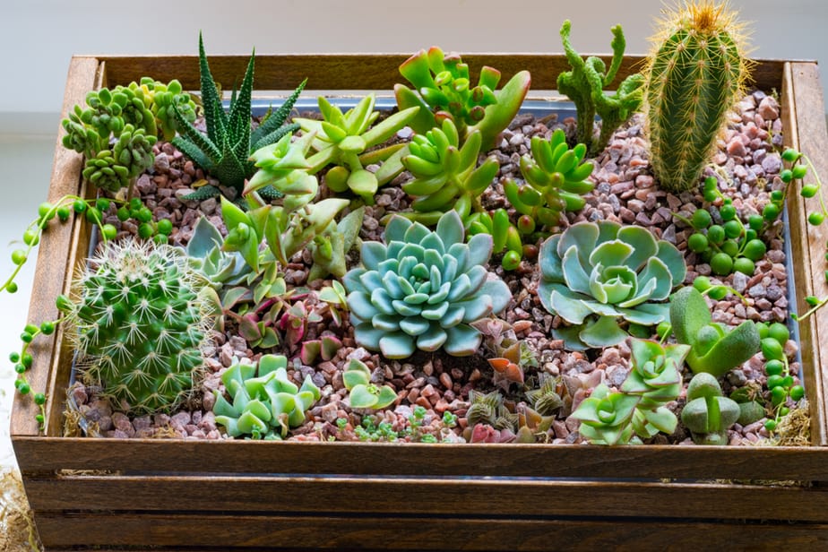 mini-jardin-de-cactus-et-plantes-succulentes