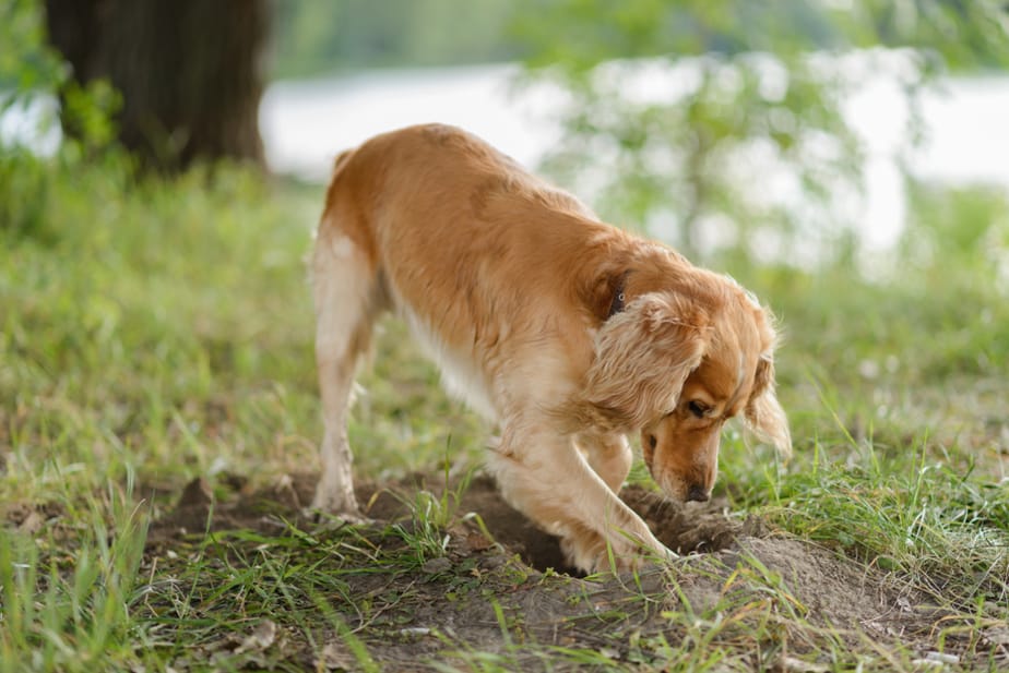 mon-chien-creuse-des-trous-dans-le-jardin