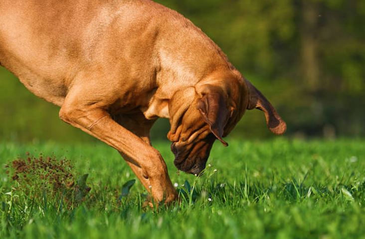 mon-chien-creuse-des-trous