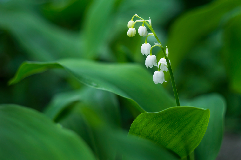 muguet