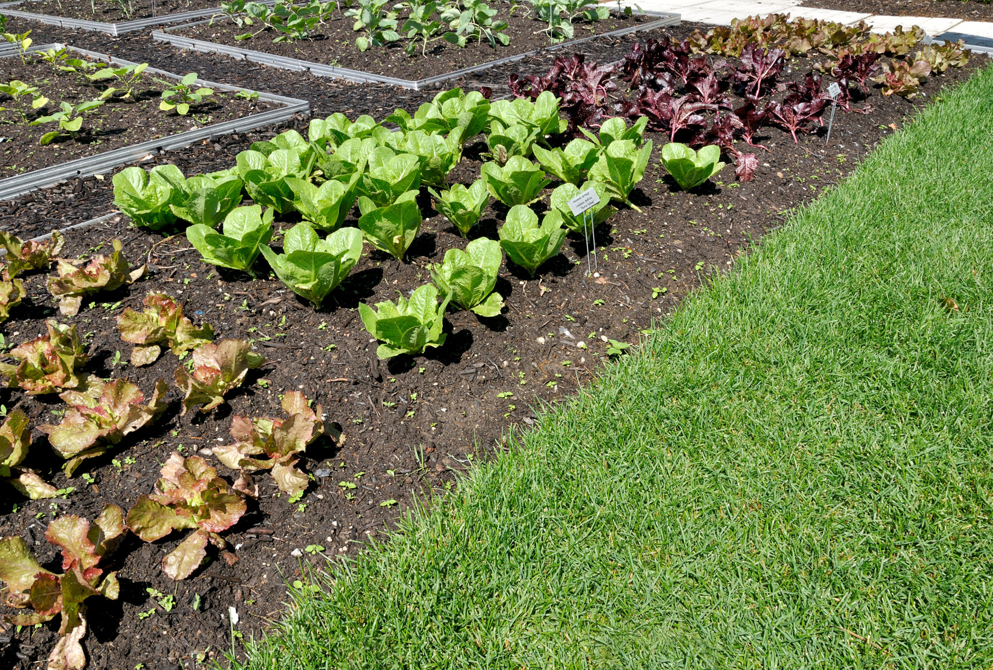 nettoyage-d'automne-dans-les-potagers