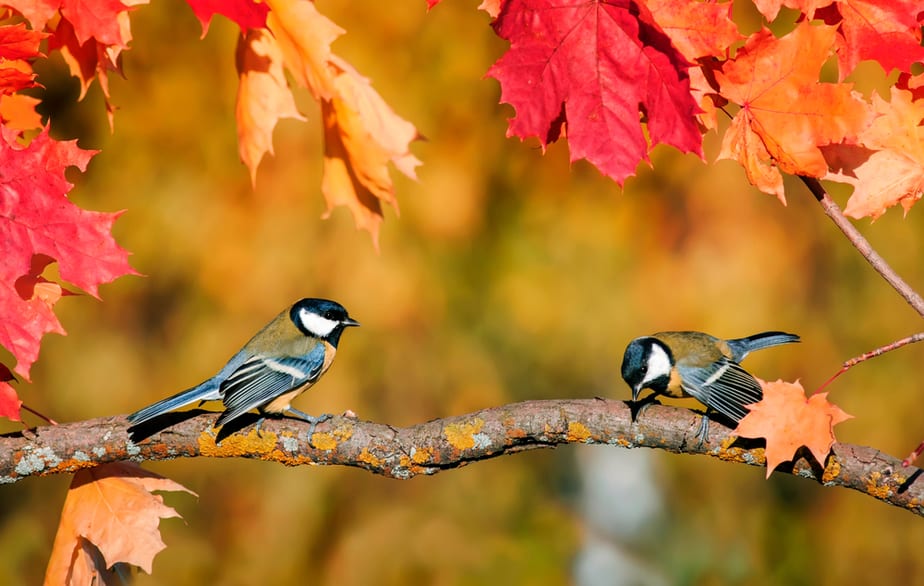 observer-les-oiseaux