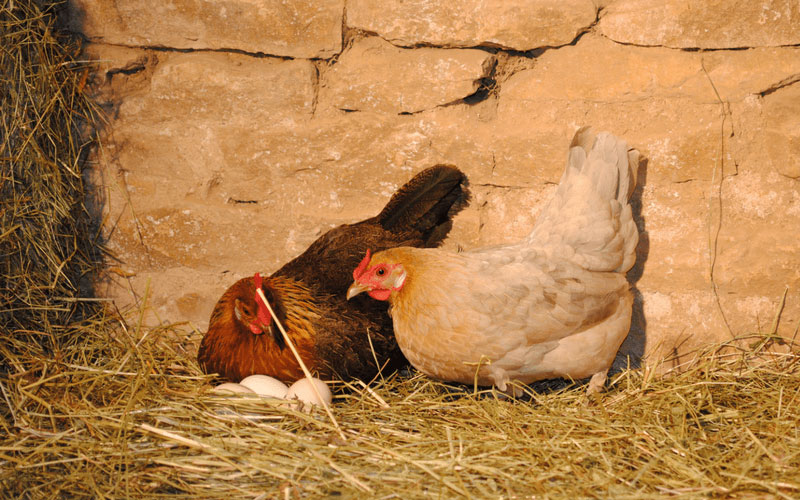 où-acheter-des-poules